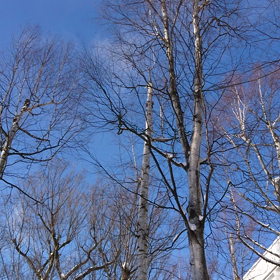 今日は素敵な青空☀の画像