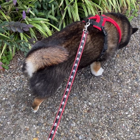 久しぶりのお散歩さんぽ（∪＾ω＾）の画像