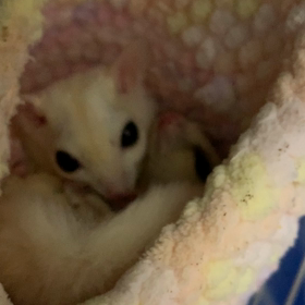 163日目♡74日目  毛づくろい☆の画像