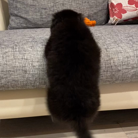 できるようになっちゃったぁ〜(● ˃̶͈̀ロ˂̶͈́)੭ꠥ⁾⁾の画像