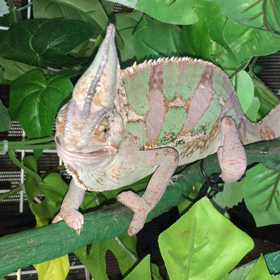 エボシカメレオン⭐️モグモグの画像
