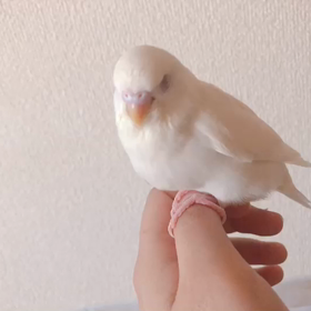 寝てる？の画像