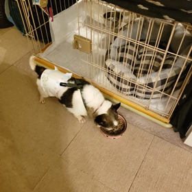 【募集中】ほたるごはん&う○○の画像