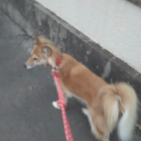 《動く凛》お散歩風景♡の画像