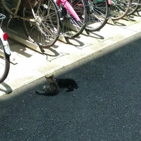 子猫にいやされるの画像