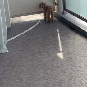 見てると癒されます♡の画像