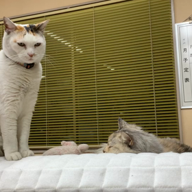 来年もお付き合い、よろしくにゃの画像