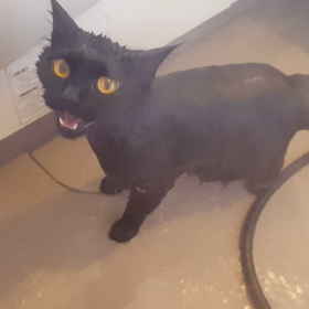 猫の入浴シーンBYもちの画像