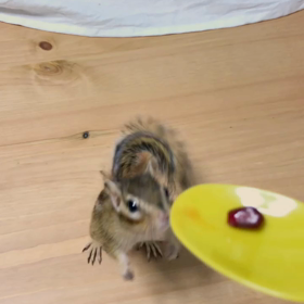 目指せ リスリンピック〜！の画像