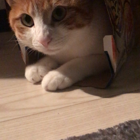 にゃんにゃんにゃんDAYの画像