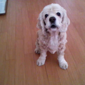 あゆちゃんの動画見てね～の画像