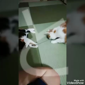 ラムとテンのお遊戯♪(　ﾟ∀ﾟ)<ﾌﾟｯﾌﾟｰの画像