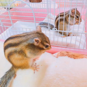 シンクロー♡♡の画像