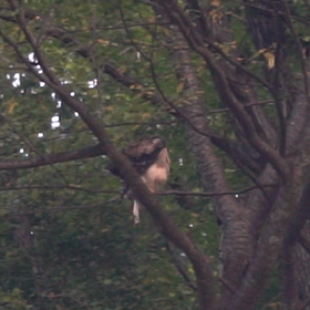 クマタカ幼鳥の画像