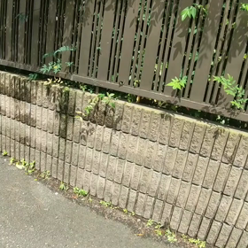 2匹の仲良しの青い蝶々の画像