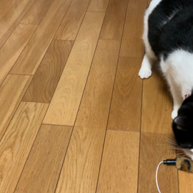 猫じゃらしのお時間の画像