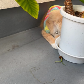 自由なトムの画像