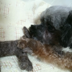 ロバさん④の画像