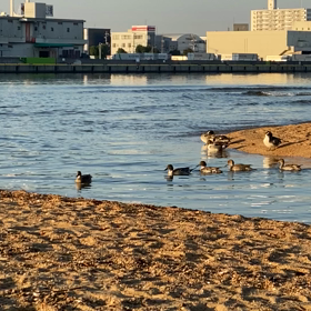 カモと波の画像