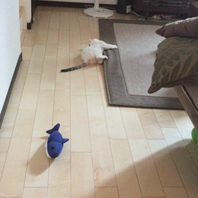 スコ丸21日目の画像