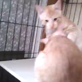 おす猫 兄弟が 親 子ごっこの画像