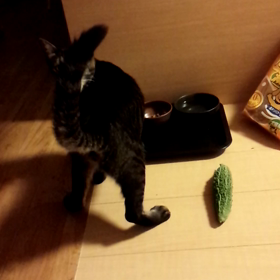猫ときゅうり、よし子とゴーヤ(´Д｀)の画像