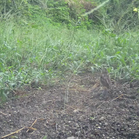 すぎぴた  んの事件簿シーズン3　29話（今日もぴょん食事）の画像