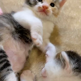 激かわ子ニャンコ動画の画像