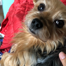 僕はてが吉【こもりうた】の画像