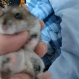 可愛仔ちゃんの画像