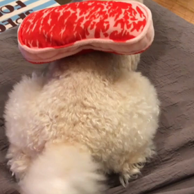 戦闘態勢の画像