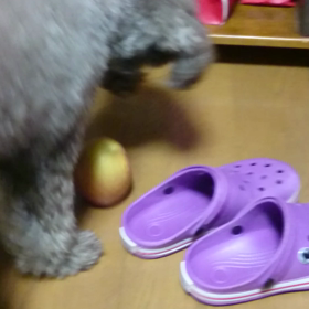 リンゴと戦うモカの画像