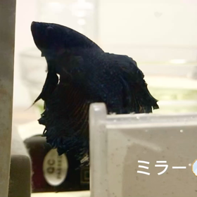 フレアリング嫌いなBerry君ガン無視の画像