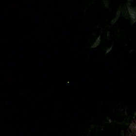 おでんちゃんとお散歩の画像