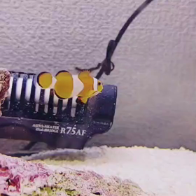 可愛いニモちゃんの画像