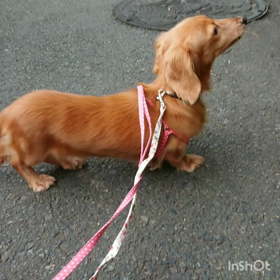 【動画】お散歩、おもちゃの画像