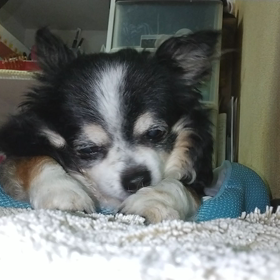 顔を洗う ちぃの画像