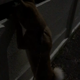 ケリ散歩68 ＊2人ぼっち＊の画像