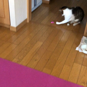 100日目のワニ…ジム無し日1日目！デールは探し当てた！の画像