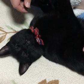 我が家のアイドル愛猫『ミャオ』の画像