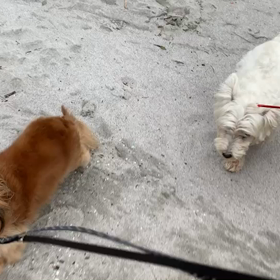 10月24日11わんこと1時間遠足　　お台場の画像