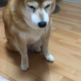 居眠り犬。笑の画像