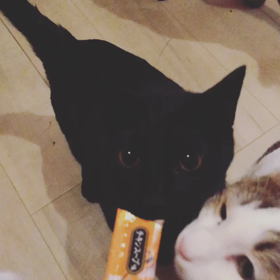 猫の里親会のお知らせ✨の画像