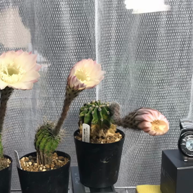 タイムラプス　サボテン開花❣️の画像