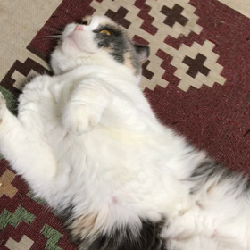 リラックス中邪魔しないでニャンの画像