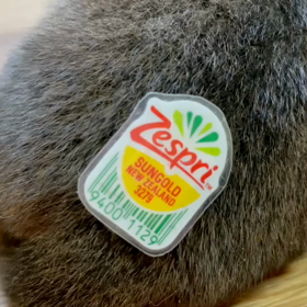 赤豆柴3きょうだいの画像