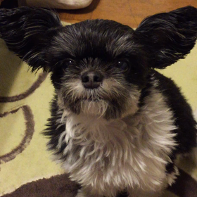 犬のおねだりの喋り方の画像