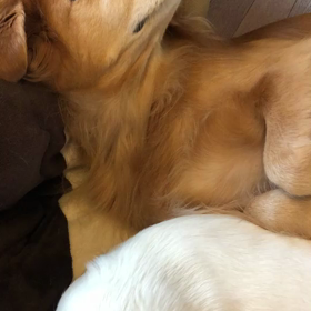 ほっこり動画で幸せを感じるの画像