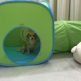 ♪プレイルーム動画♪①の画像