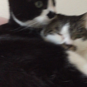 ついでなめの画像